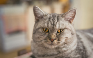 Sad cat on table shiba - a table top free wallpaper for desktop