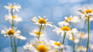 Daisy field blue sky bokeh - the center free wallpaper