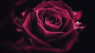 Pink rose blurry black background - a blurry effect free wallpaper