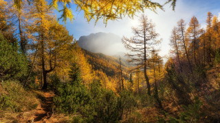 Mountain forest trail autumn nature - a few tree free wallpaper