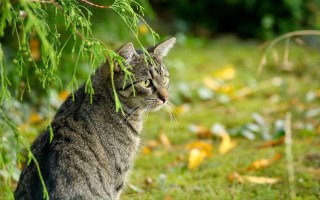 Cat grass tree leaves blurry - a tree in the background free wallpaper for desktop