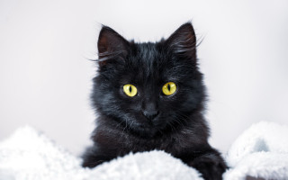 Black cat yellow eyes sad 2 - a blanket free wallpaper