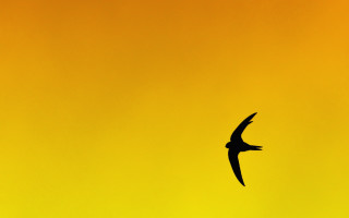 Bird flying yellow background black - a black bird free wallpaper