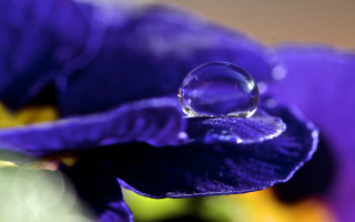 Water drop purple flower green - a drop of water free wallpaper