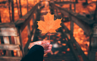 Person leaf bridge woods autumn - a person holding free wallpaper