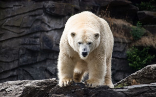 Polar bear rock zoo curious - free animals wallpaper