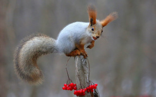 Squirrel stump berries blurry background - a tree trunk free wallpaper