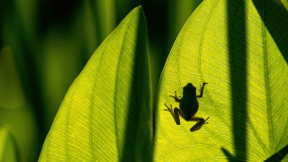 Frog leaf sunshine garden macro - a frog free wallpaper