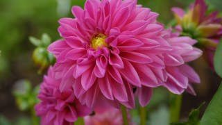 Pink flower bokeh macro shallow - the background and a blurry background behind free wallpaper