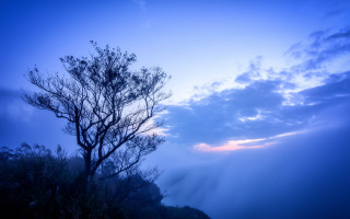 Bare tree foggy day blue - mist free wallpaper