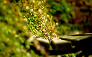 Bench plant bokeh christmas aurora - free autumn wallpaper for desktop