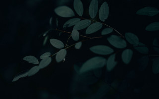 Branch leaves dark background naturalism - daniel lieske free wallpaper for desktop