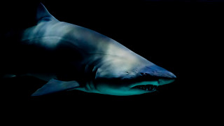 White shark black background computer - subsurface free wallpaper for desktop