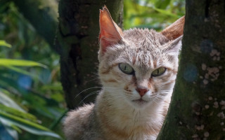 Sad cat in tree depth - a tree free wallpaper