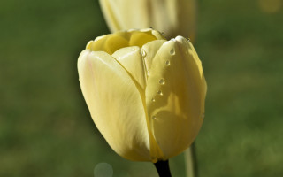 Yellow flower water drops macro - drop of water free wallpaper