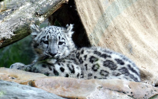 Snow leopard cub rock zoo - a rock in a zoo enclosure free wallpaper