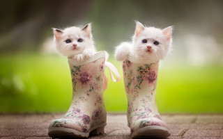 White kittens boot flower bow - a pair free wallpaper