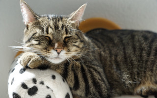 Cat stuffed animal table wall - vanita free wallpaper