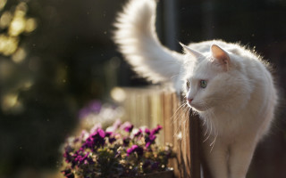 White cat wings fence flowers - deep free wallpaper