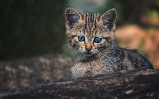Small kitten blue eyes log - a log free wallpaper