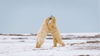 Polar bear snow sky outdoors - its hind leg free wallpaper
