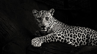 Black white leopard branch dark - daniel lieske free wallpaper for desktop