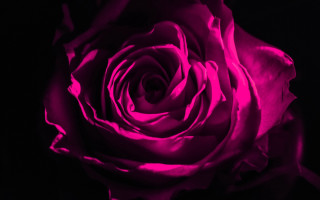 Pink rose red flame glowing - a pink rose free wallpaper