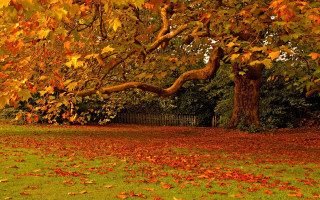 Autumn leaves fire tree park - a fence and trees free wallpaper