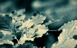 Butterfly leaf forest shallow depth - a blurry background of leaves free wallpaper