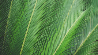 Green leaf palm tree macro - the leaf free wallpaper