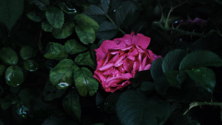 Pink flower green leaves water - the dark background free wallpaper