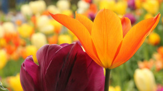 Flower bokeh autumn sunset orange - dirck van der lisse free wallpaper