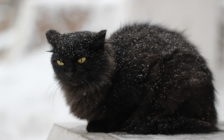 Black cat snow aurora fireworks - a black cat free wallpaper