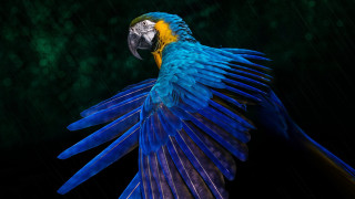 Blue yellow parrot rain flying - parrot free wallpaper