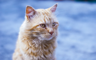 Sad cat on ground looking - a blurry background free wallpaper