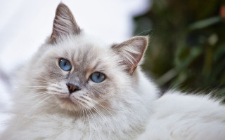 White cat snow background blue - ground free wallpaper