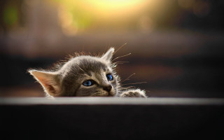 Blue eyed kitten floor macro - dave melvin free wallpaper