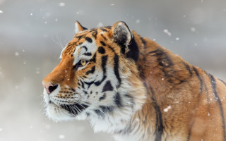 Tiger snow shiba inu digital - a tiger free wallpaper for desktop