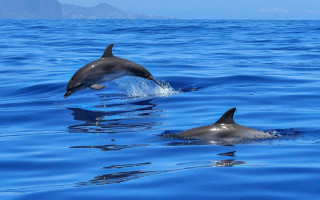 Dolphins ocean jumping swimming rayonism - two dolphin free wallpaper