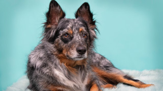 Sad dog on fluffy blanket - fluffy free wallpaper