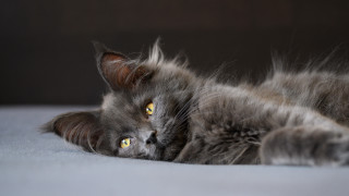 Black cat silver eyes bed - vanita free wallpaper for desktop