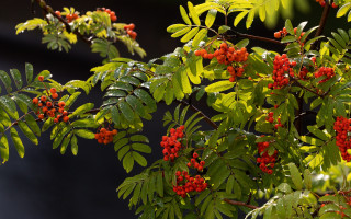 Tree berries leaves building blue - red berry free wallpaper for desktop