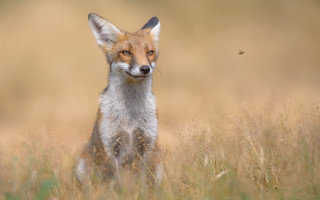 Fox field yelloweye animalpuzzle outdoor - a fox free wallpaper