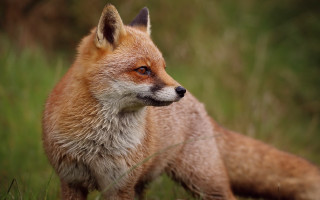 Red fox grassy field looking - a red fox free wallpaper