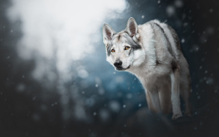 Wolf snow shiba inu blurry - a wolf free wallpaper