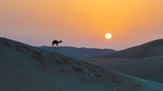 Camel sunset desert mountains lake - a camel free wallpaper