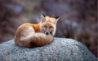 Red fox sitting on rock - a red fox free wallpaper
