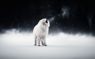 White cat snow astronaut moon - eye closed free wallpaper