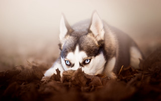 Husky blue eyes leaves serious - husky free wallpaper