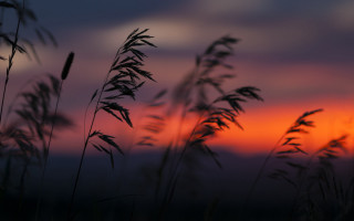 Sunset grass blowing cloudy sky - a few tall grass free wallpaper